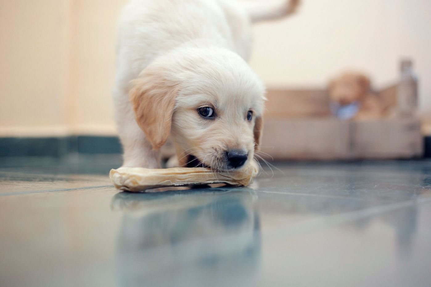 獣医師監修 犬が吐く原因は 危険な嘔吐の見分け方や対処法も解説 いぬのきもちweb Magazine